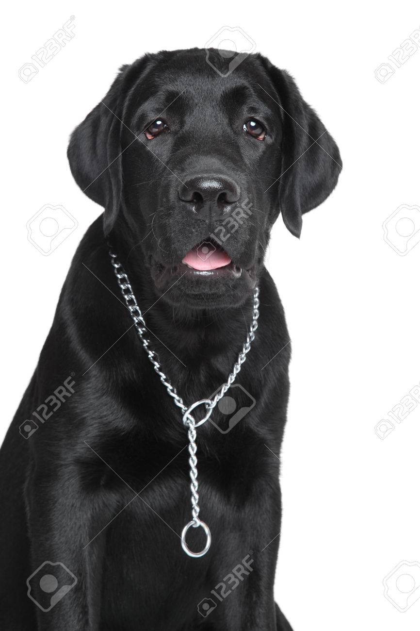 Chiot Labrador Noir Portrait Isole Sur Blanc Banque D Images Et Photos Libres De Droits Image