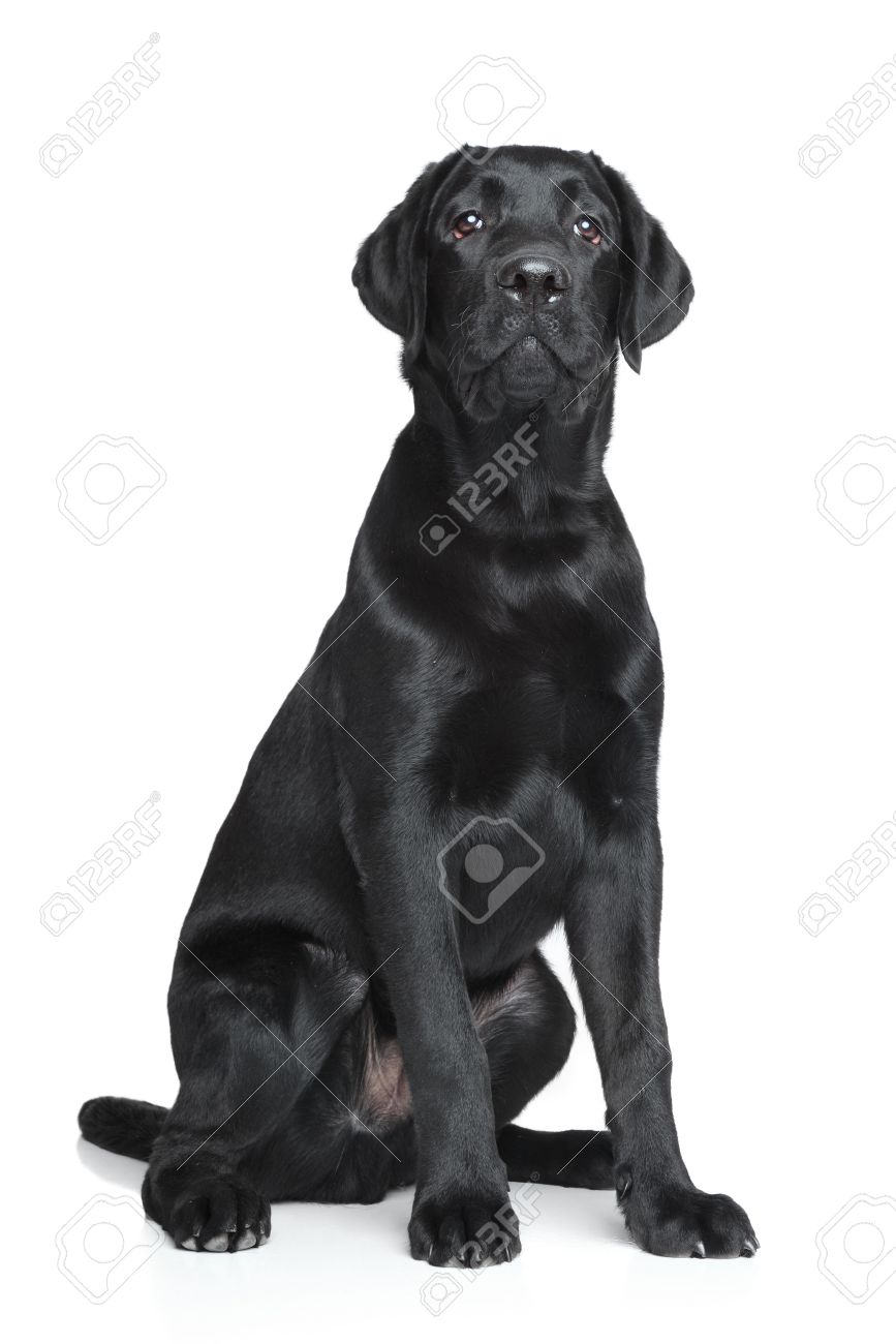 black labrador puppy