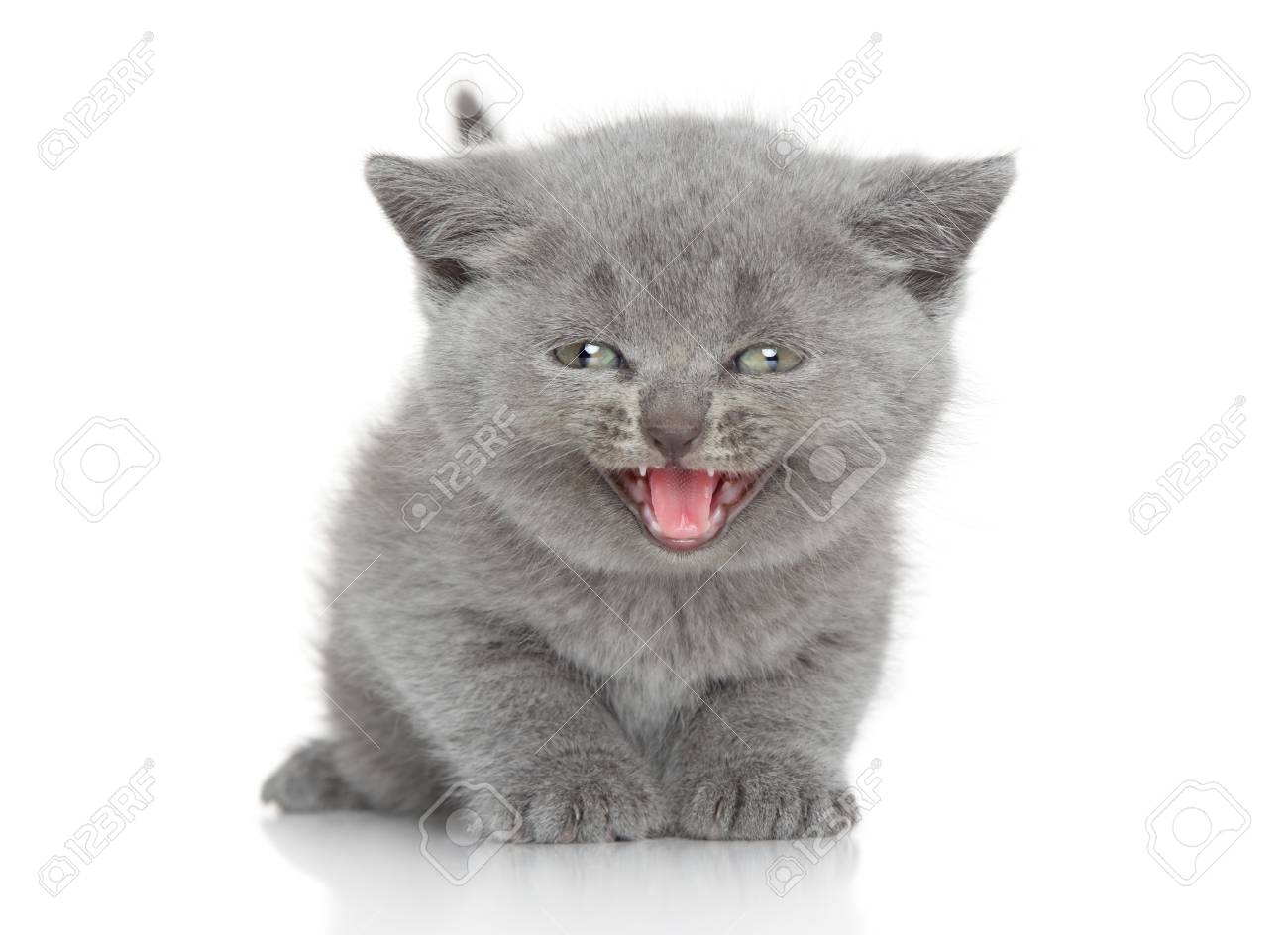 白い背景のブリティッシュショートヘア子猫の鳴き声の肖像画 の写真素材 画像素材 Image
