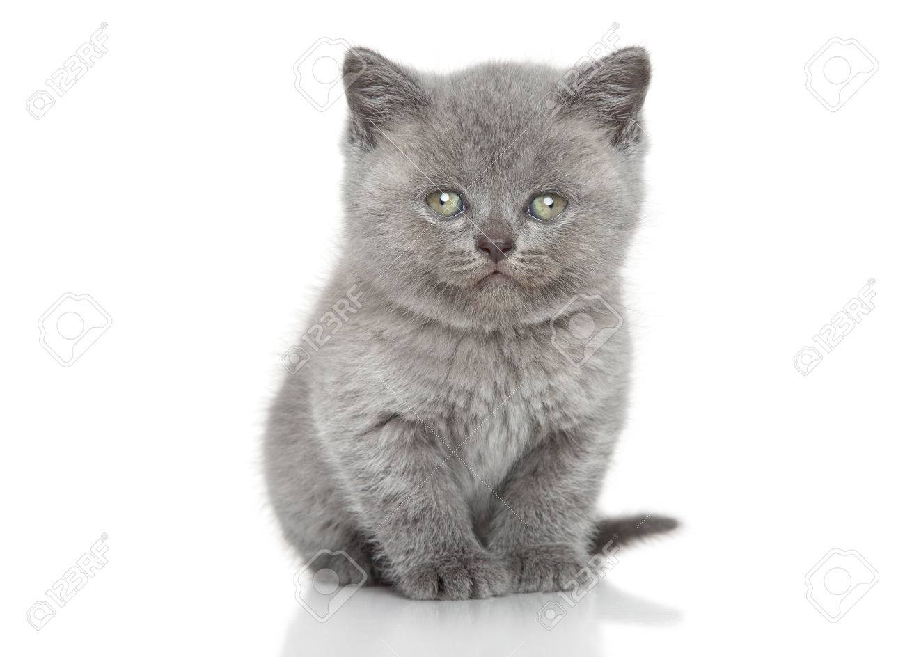 Portrait Of British Shorthair Kitten Sits Over White Background