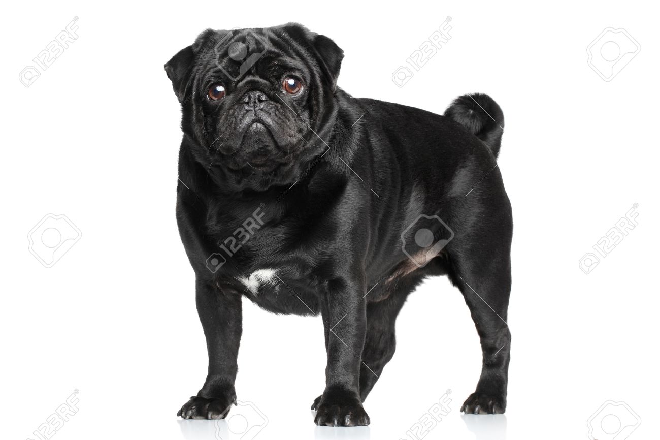 black pug