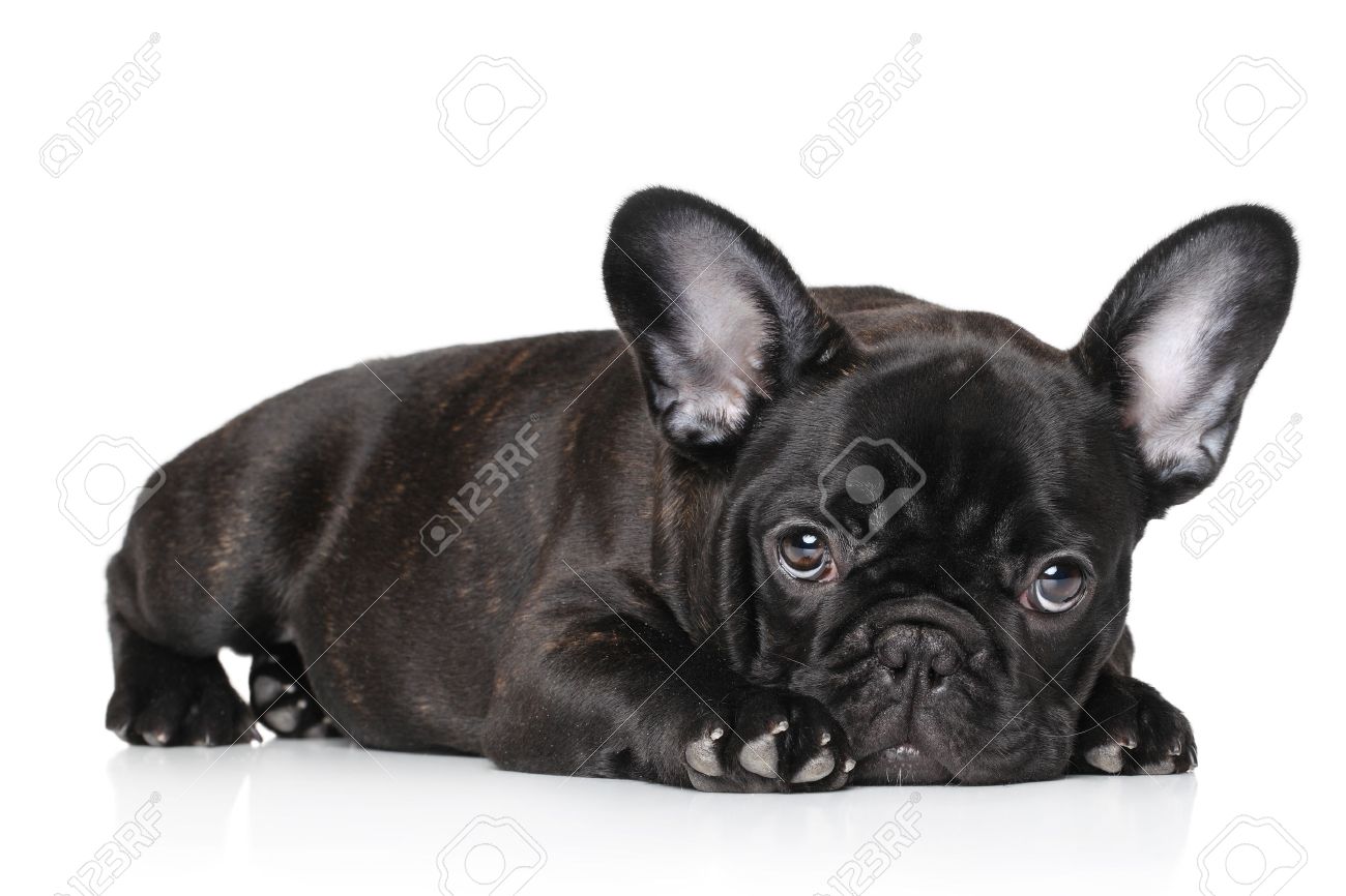 Sad Noir Chiot Bouledogue Francais Couche Contre Un Fond Blanc Banque D Images Et Photos Libres De Droits Image