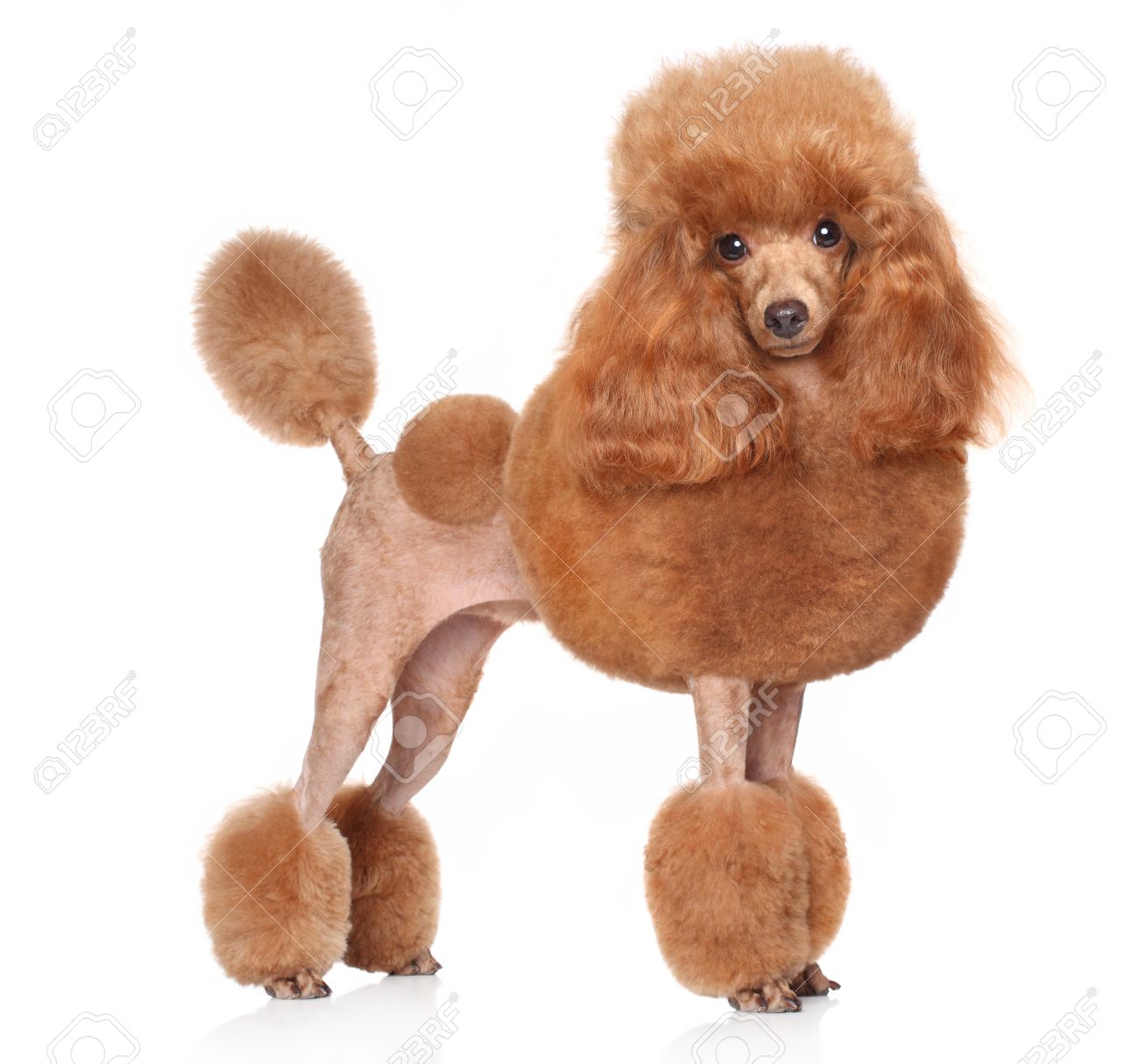 show toy poodle