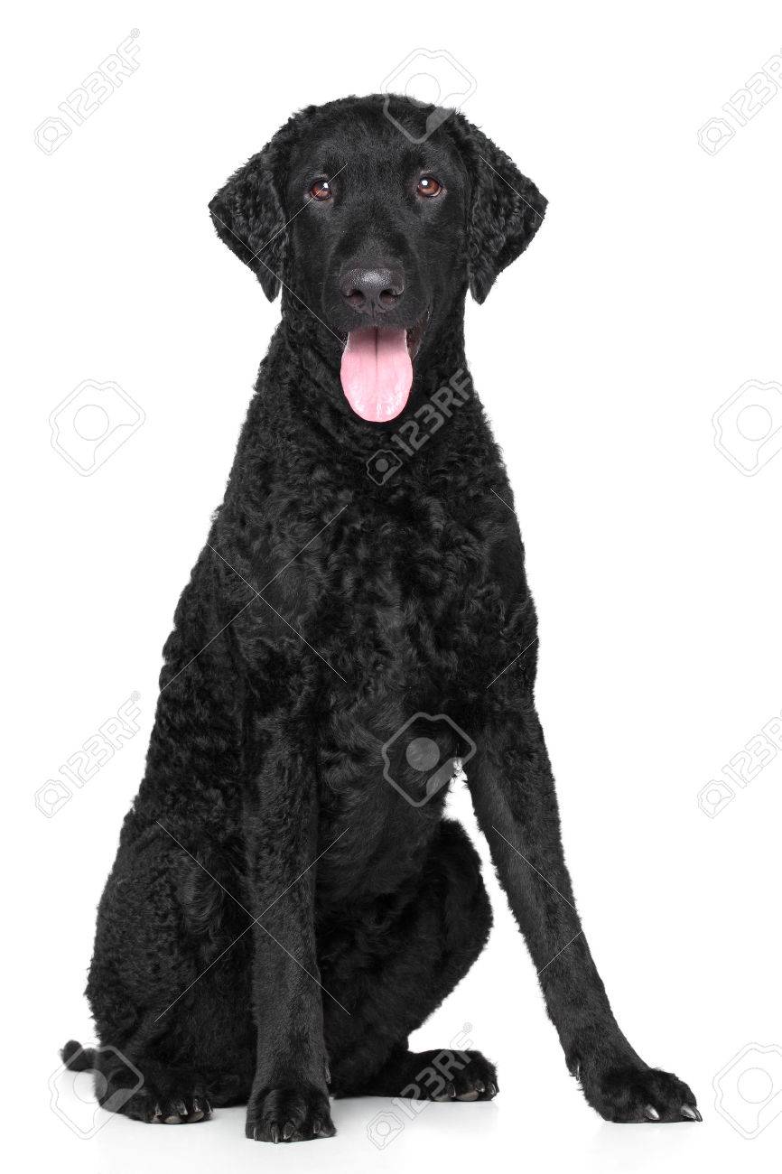 curly labrador