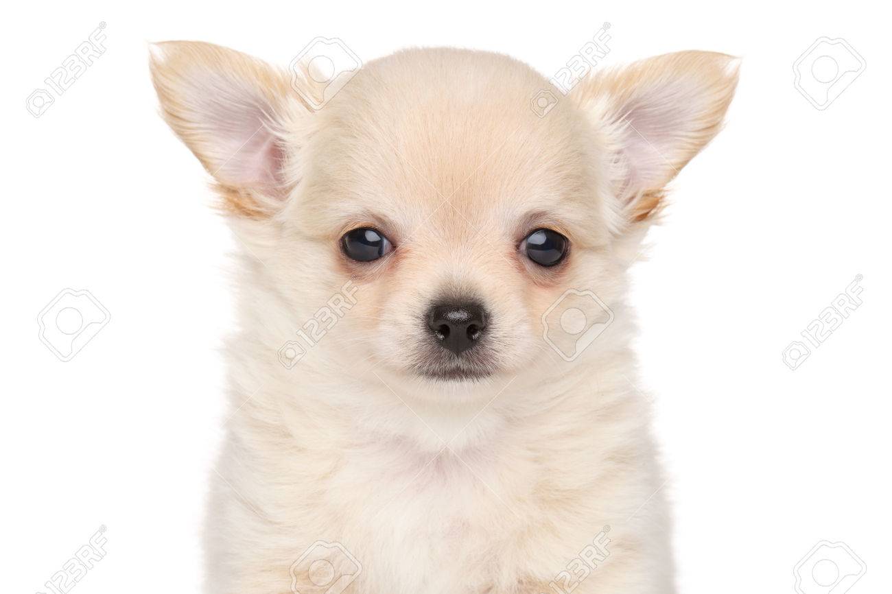 Portrait Of Poil Long Chihuahua Chiot Isole Sur Fond Blanc Banque D Images Et Photos Libres De Droits Image