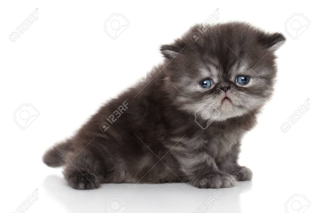 cute persian kitten 6 weeks portrait on white background stock