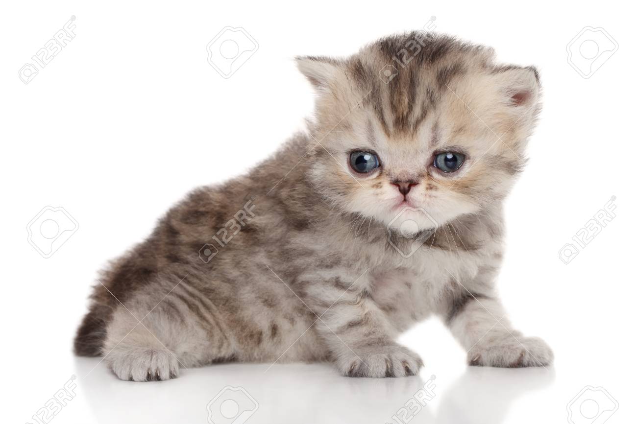 persian kitten 6 weeks posing on a white background stock photo