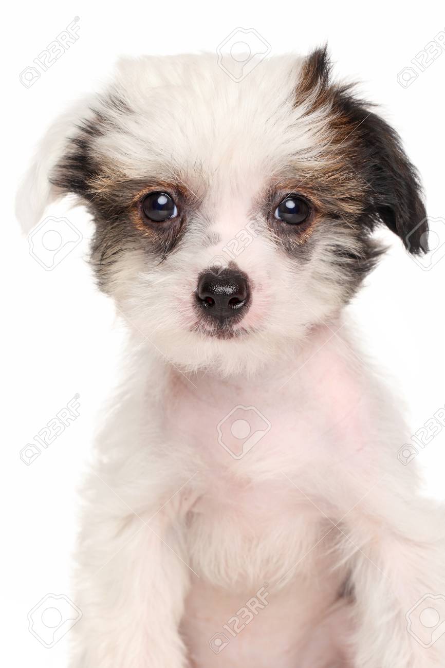 チャイニーズ クレステッド 犬の子犬が白い背景で隔離のクローズ アップ の写真素材 画像素材 Image