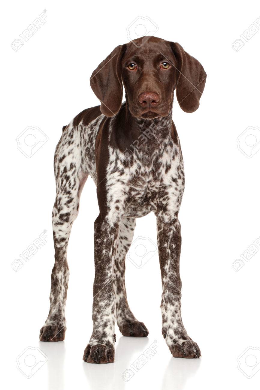 German Shorthaired Pointer Standing On White Background Stock