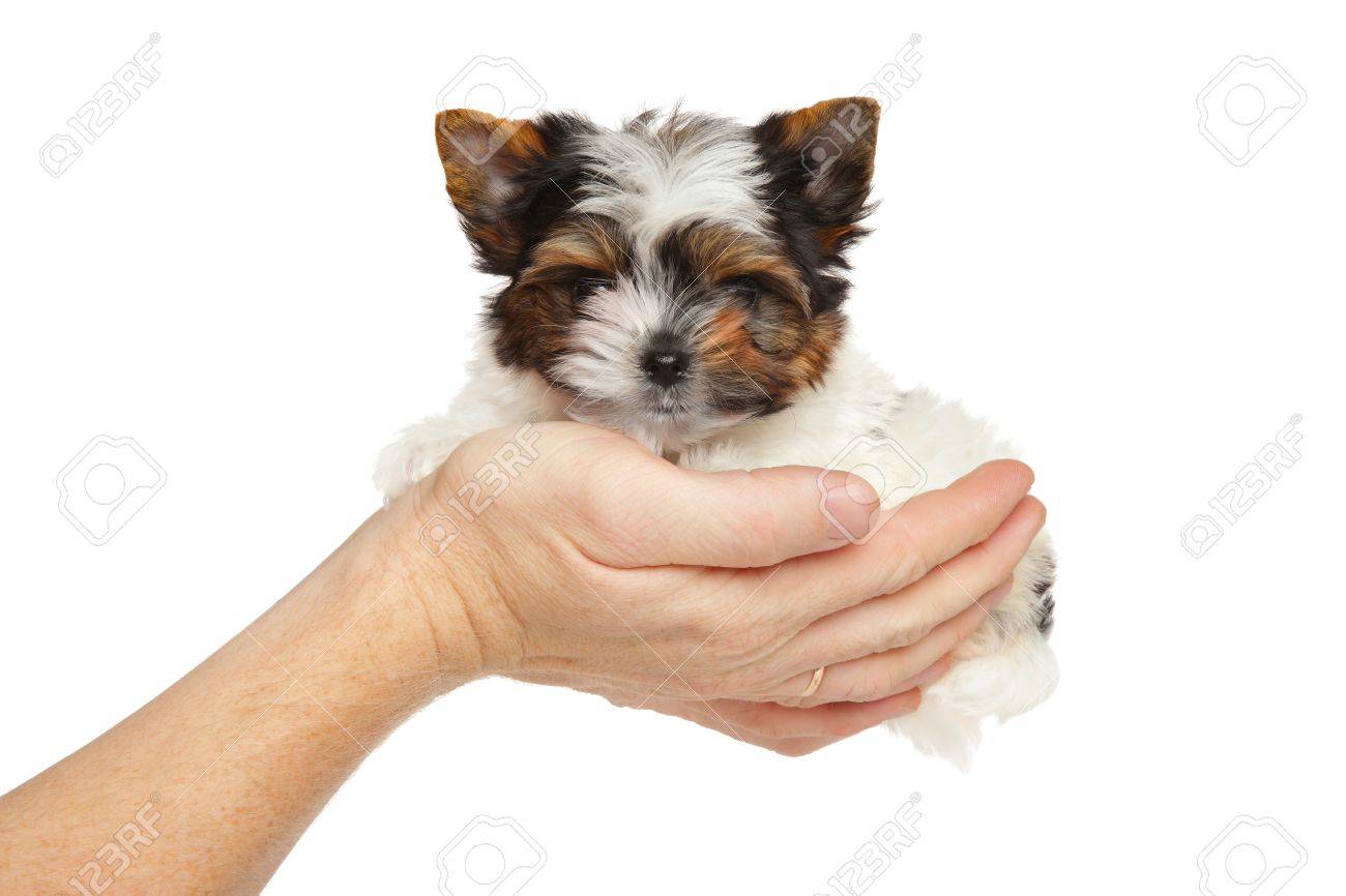 biewer yorkshire terrier welpen in der hand auf einem weissen hintergrund lizenzfreie fotos bilder und stock fotografie image 67826944