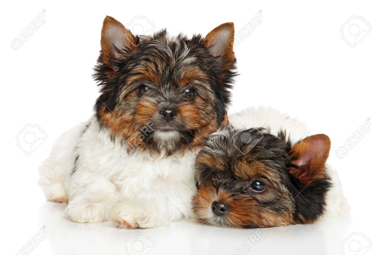 biewer yorkshire terrier welpen vor weissem hintergrund lizenzfreie fotos bilder und stock fotografie image 67826951