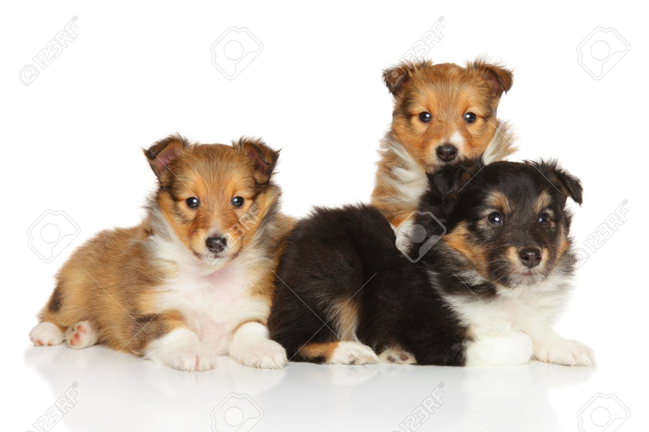 Immagini Stock Cuccioli Del Cane Pastore Di Shetland Che Si