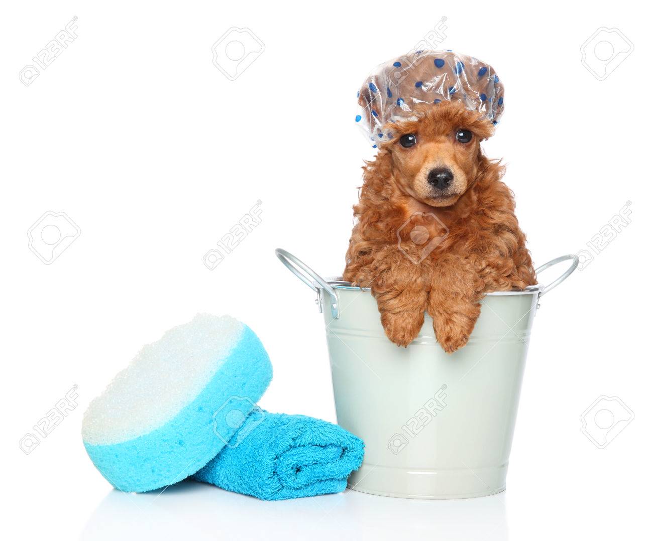 dog bath toy