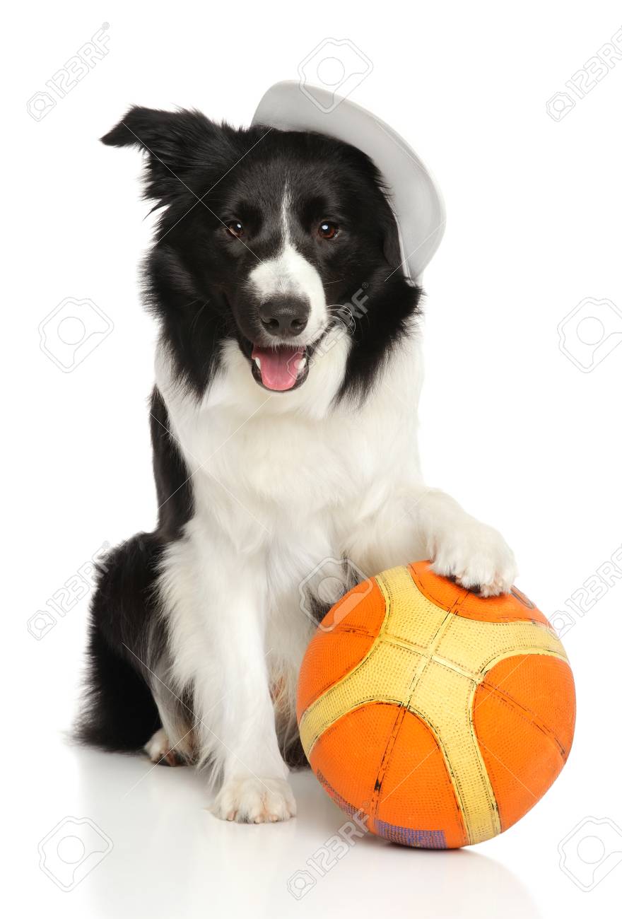 border collie ball