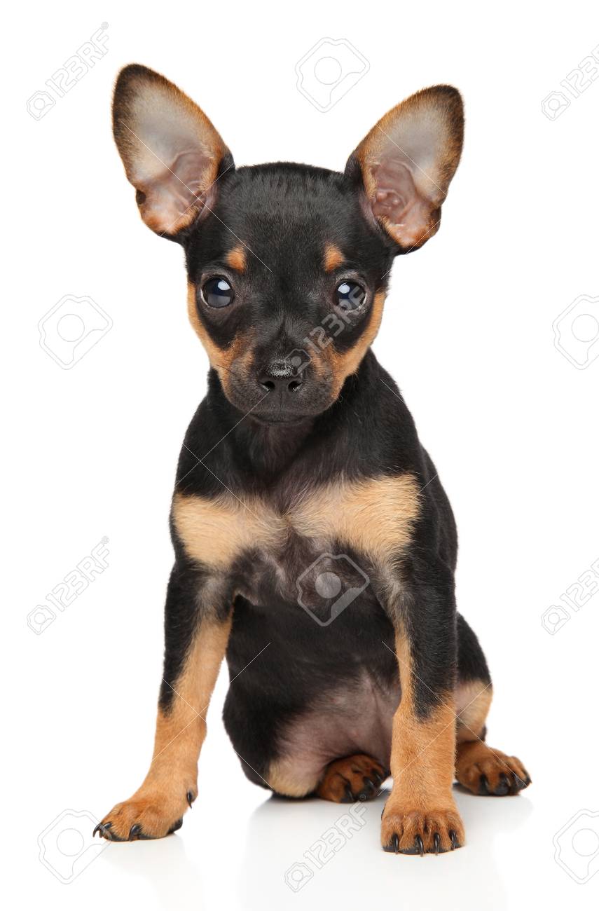 toy terrier mini