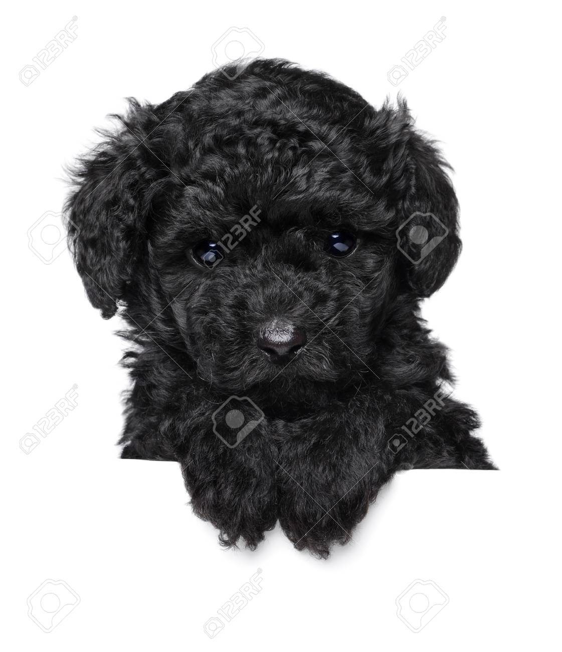 black toy poodle puppy