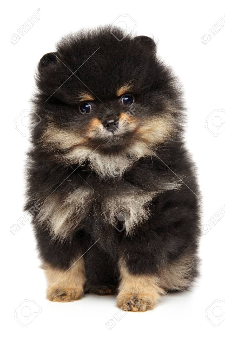 白い背景のポメラニアン スピッツ子犬の肖像画 赤ちゃん動物をテーマ