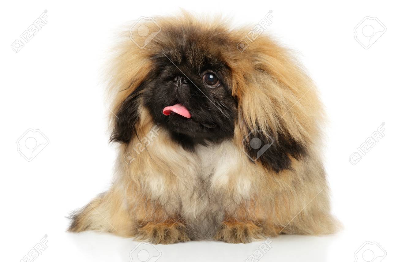 pekingese fluffy