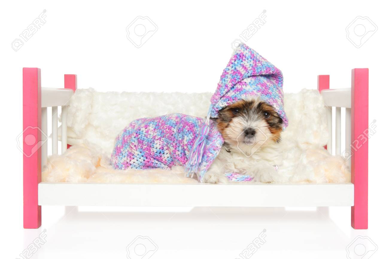 puppy cot