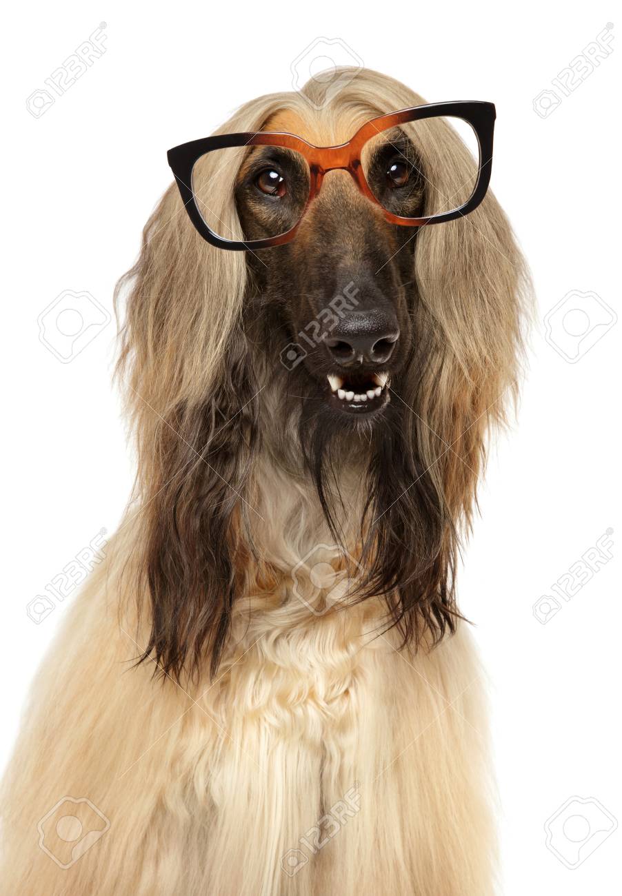 dog with glasses