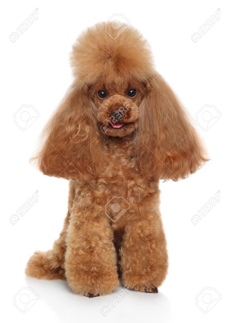 cute toy poodle puppies
