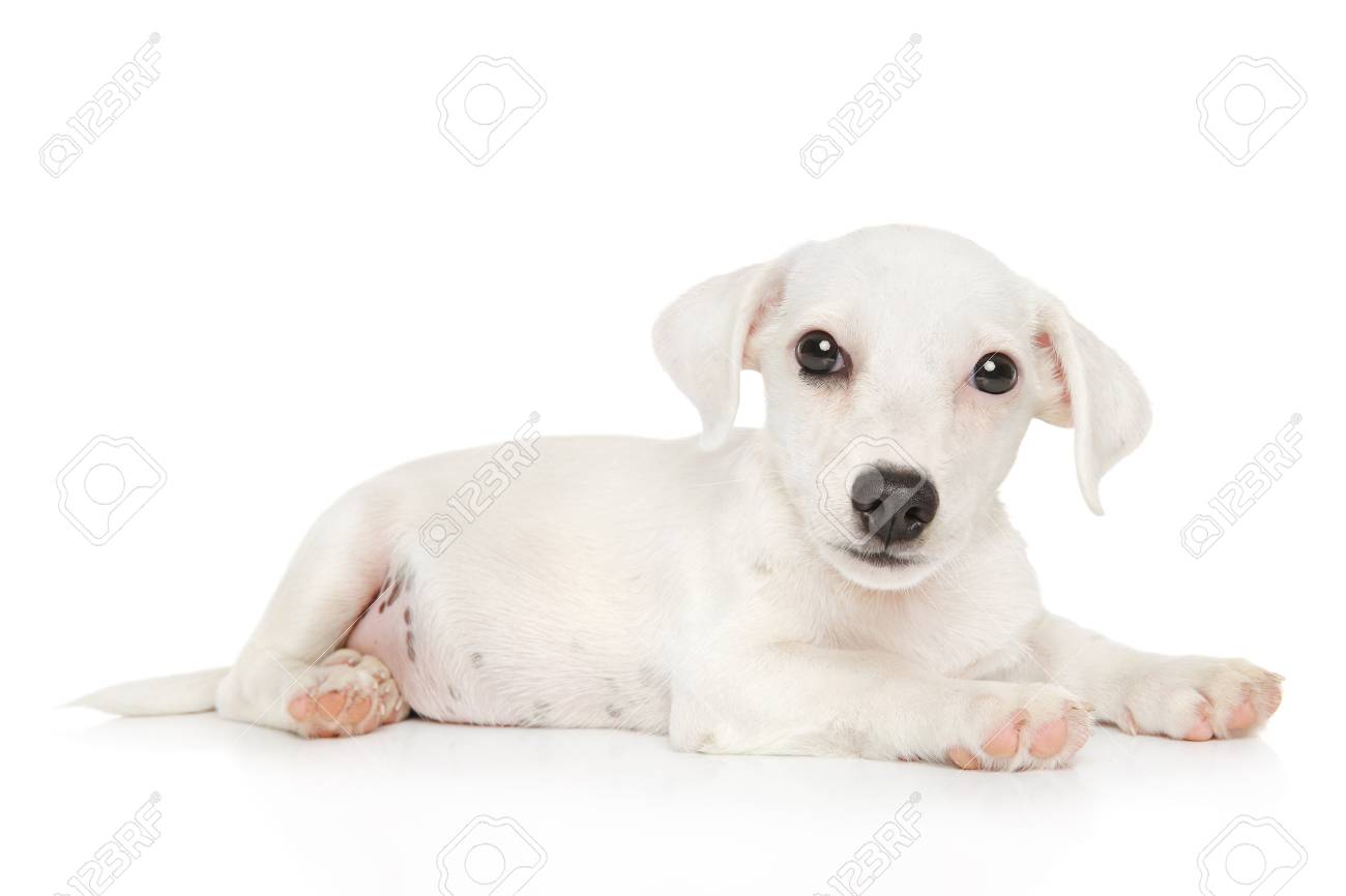 Jack Russell Terrier Puppy Resting On A White Background Baby Animal Theme Stock Photo Picture And Royalty Free Image Image Jack Russell Terrier Puppy Resting On A White Background Baby Animal Theme Stock Photo Picture And Royalty Free Image Image