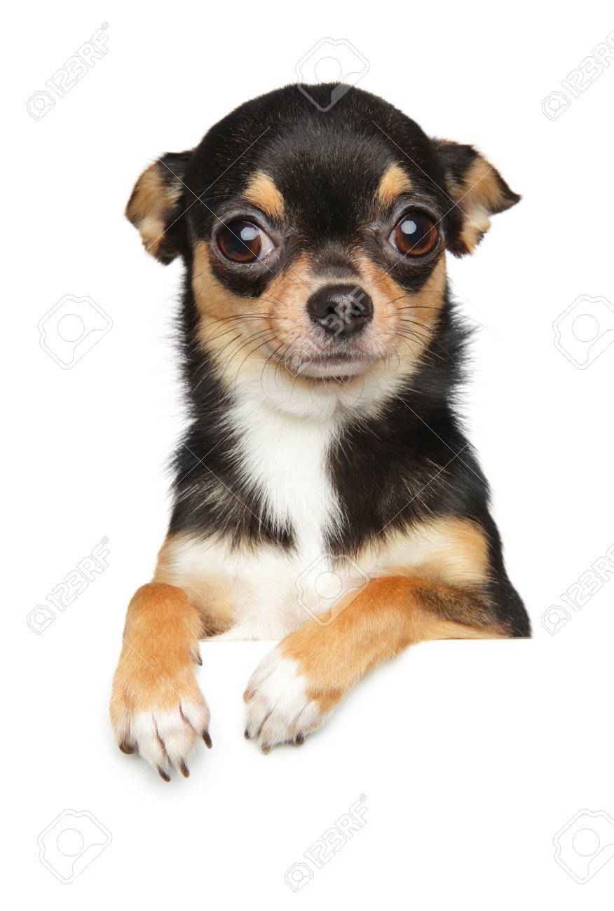 Portrait Of A Chihuahua Dog Puppy Above Banner Baby Animal Theme Stock Photo Picture And Royalty Free Image Image