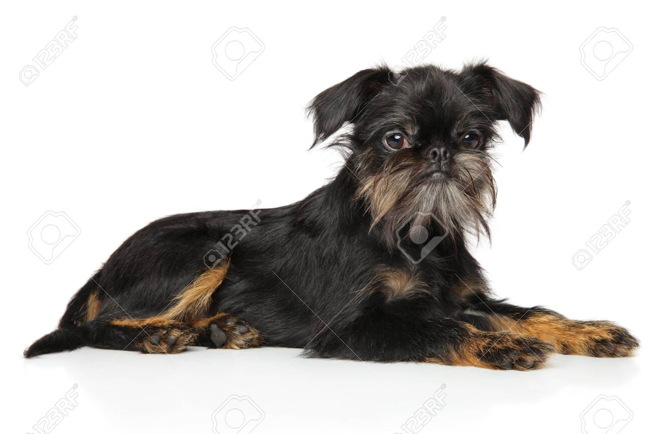 Griffon Bruxellois Puppy Resting In Front Of White Background Stock Photo Picture And Royalty Free Image Image 124056538