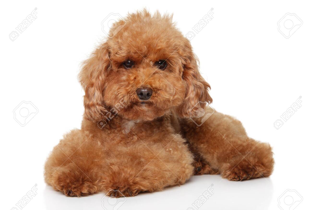 red and white poodle