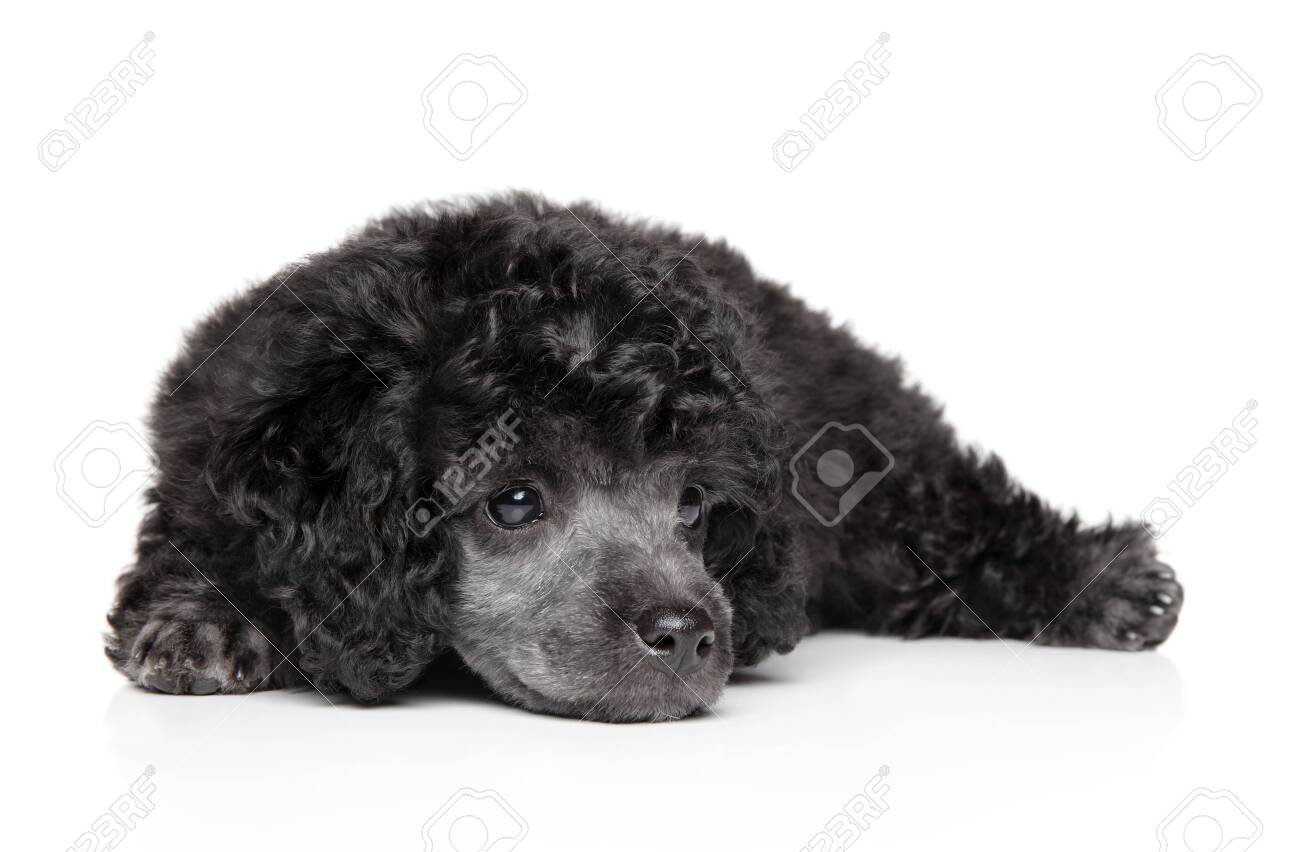 gray toy poodle