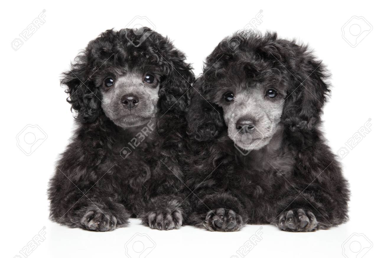 grey toy poodle puppy