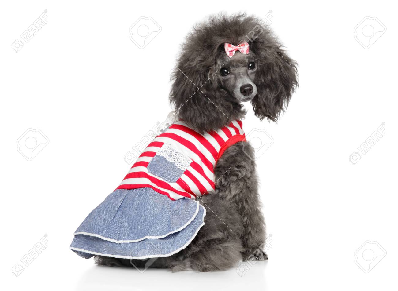 miniature poodle clothes