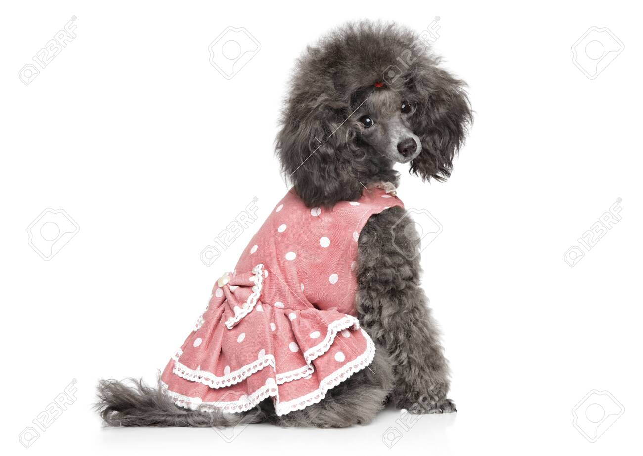 miniature poodle clothes