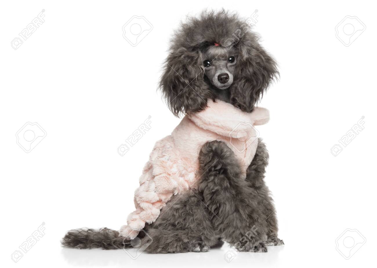 miniature poodle clothes