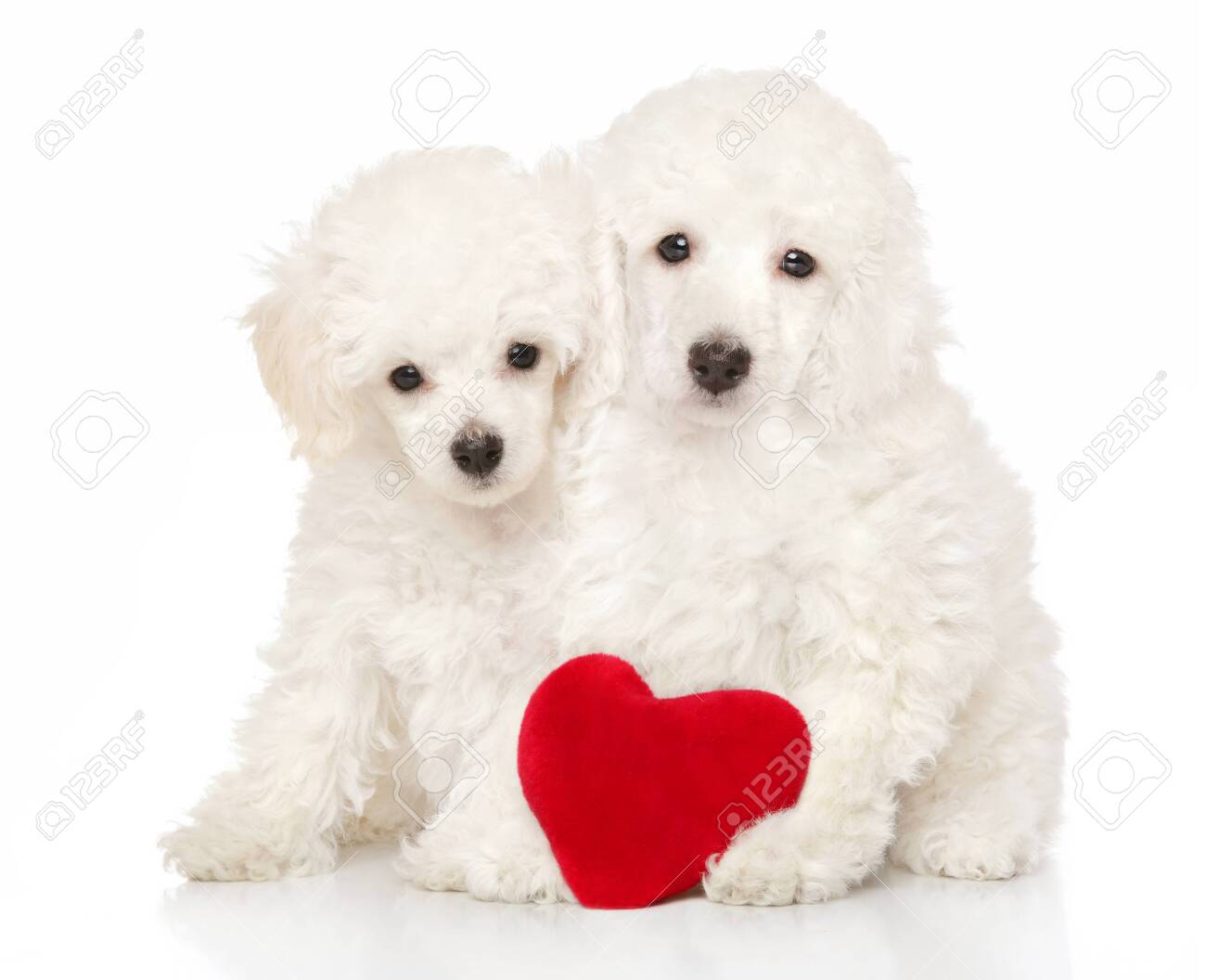 adorable poodle puppies