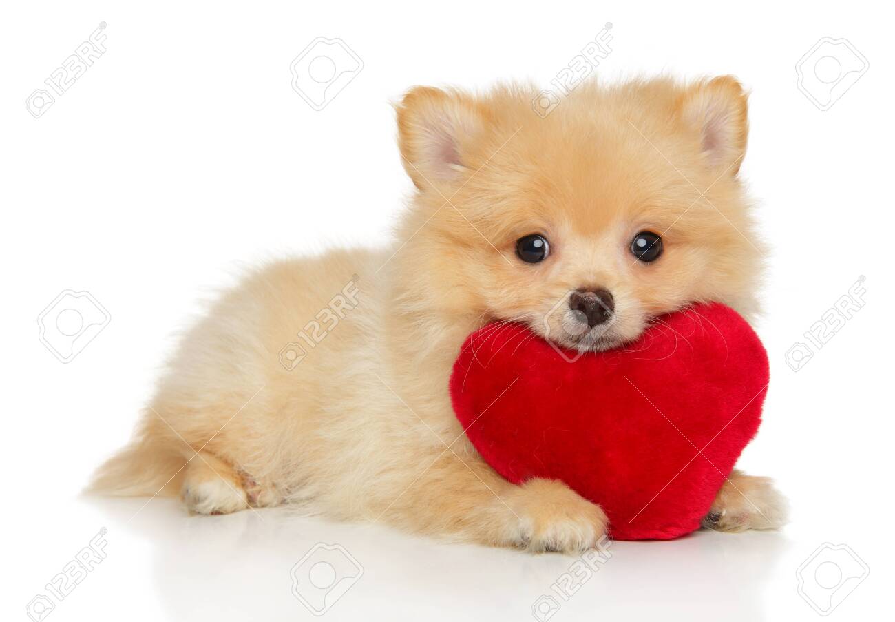 pomeranian soft toy