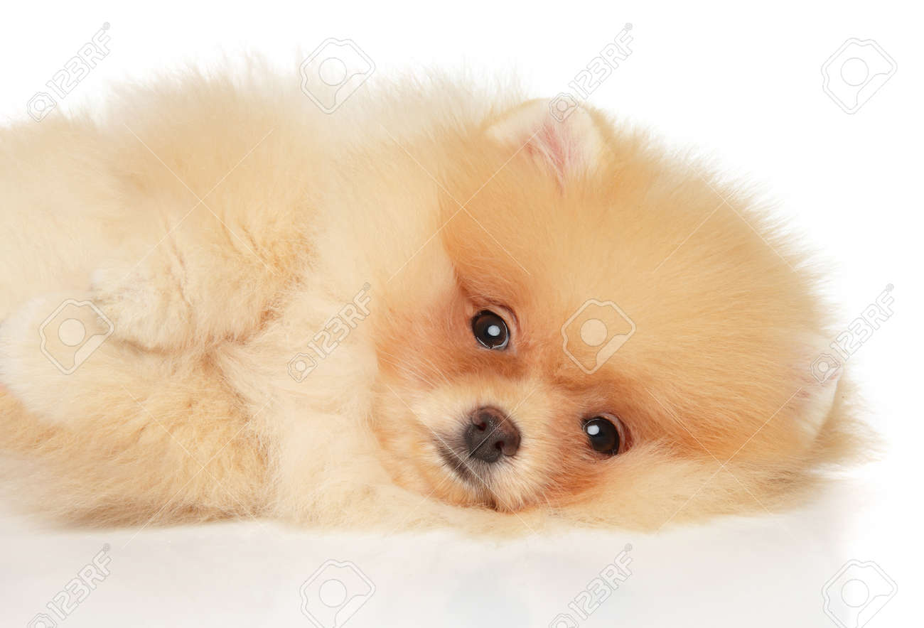 New to the group, this is my baby Ebi. She is 3yrs old and loves to eat and  play with her snuffle toys. She will soon be a big sister to a, image size:1300x884