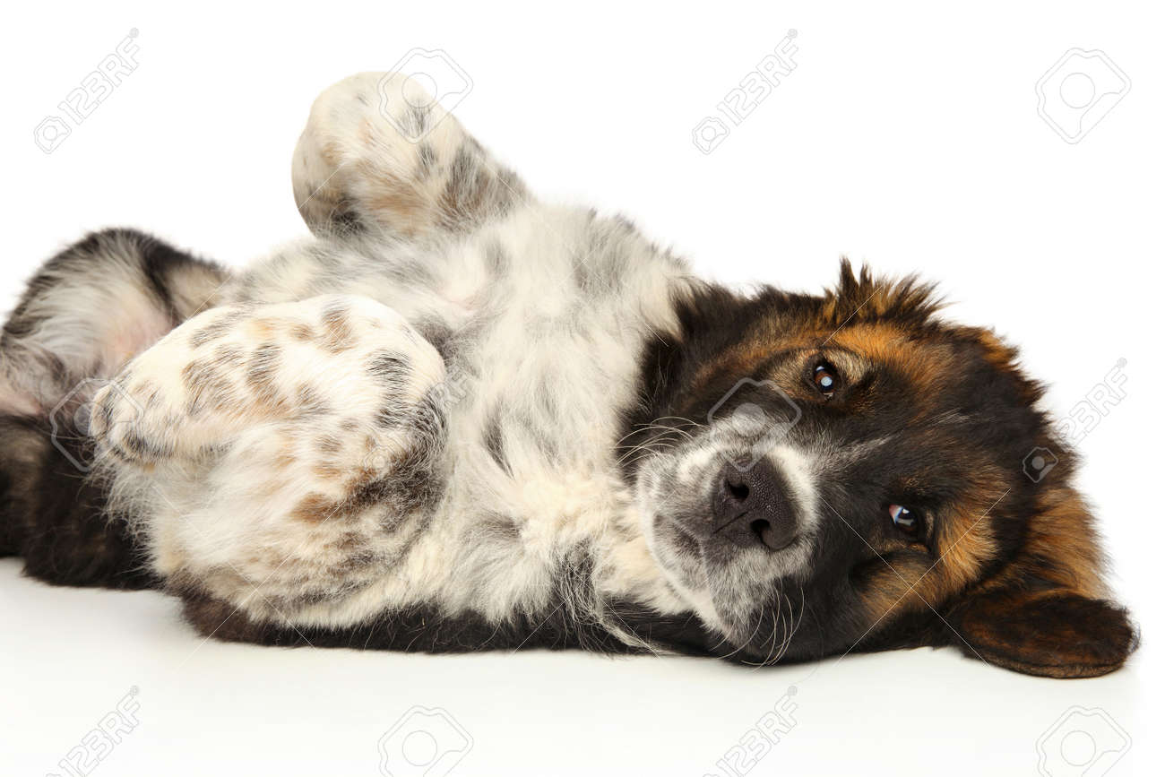 A happy Caucasian Shepherd puppy resting on a white background - 169879141 A happy Caucasian Shepherd puppy resting on a white background - 169879141