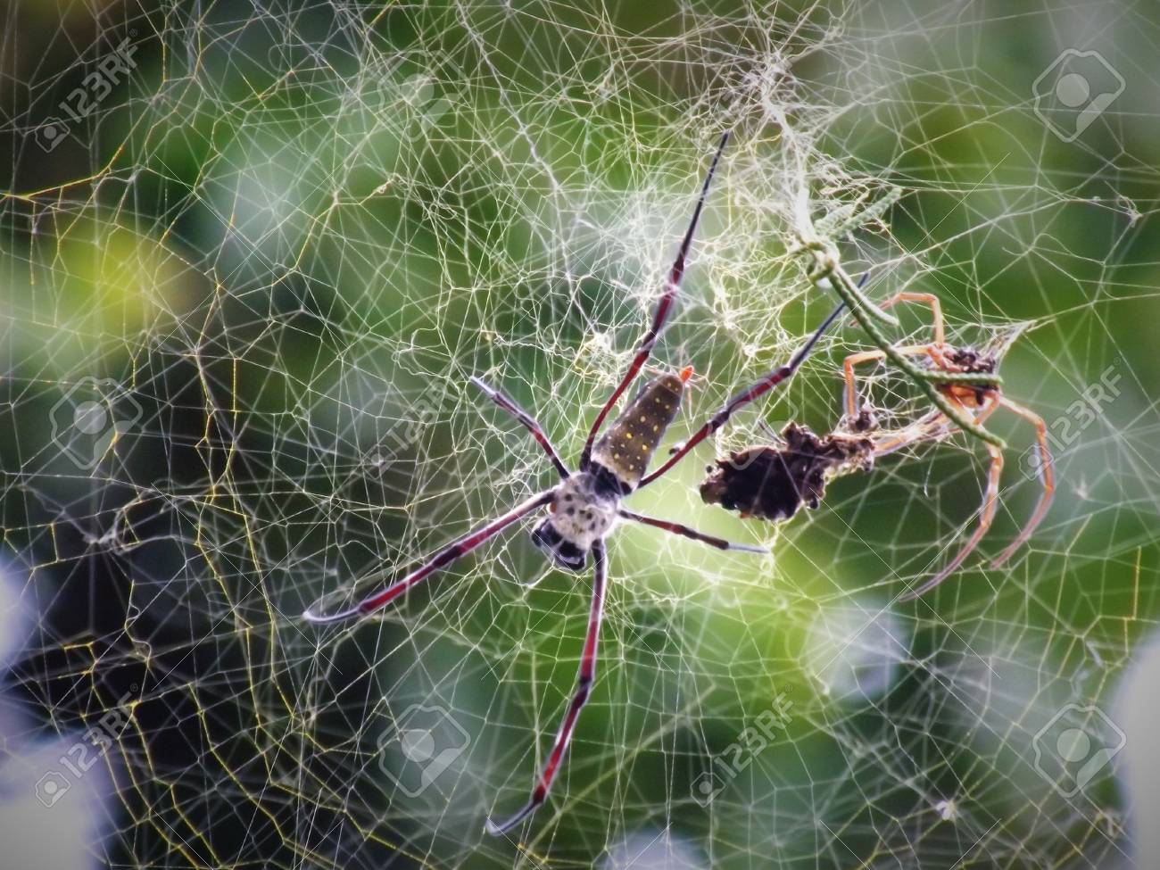 etiam-dictum-ipsum-a-felis