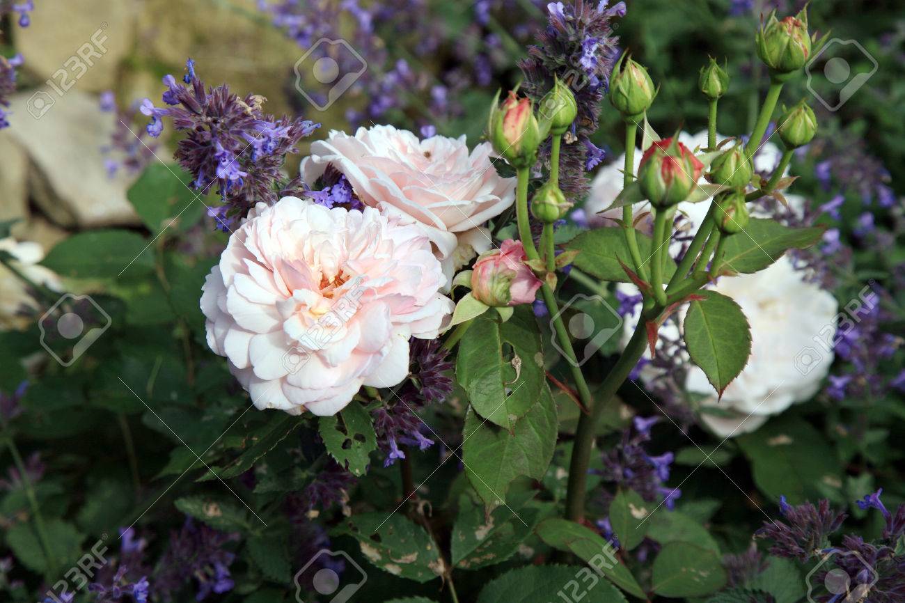 ノスタルジックな歴史的なピンクの花は 夏の庭でアーヘン Gr を上昇しました の写真素材 画像素材 Image