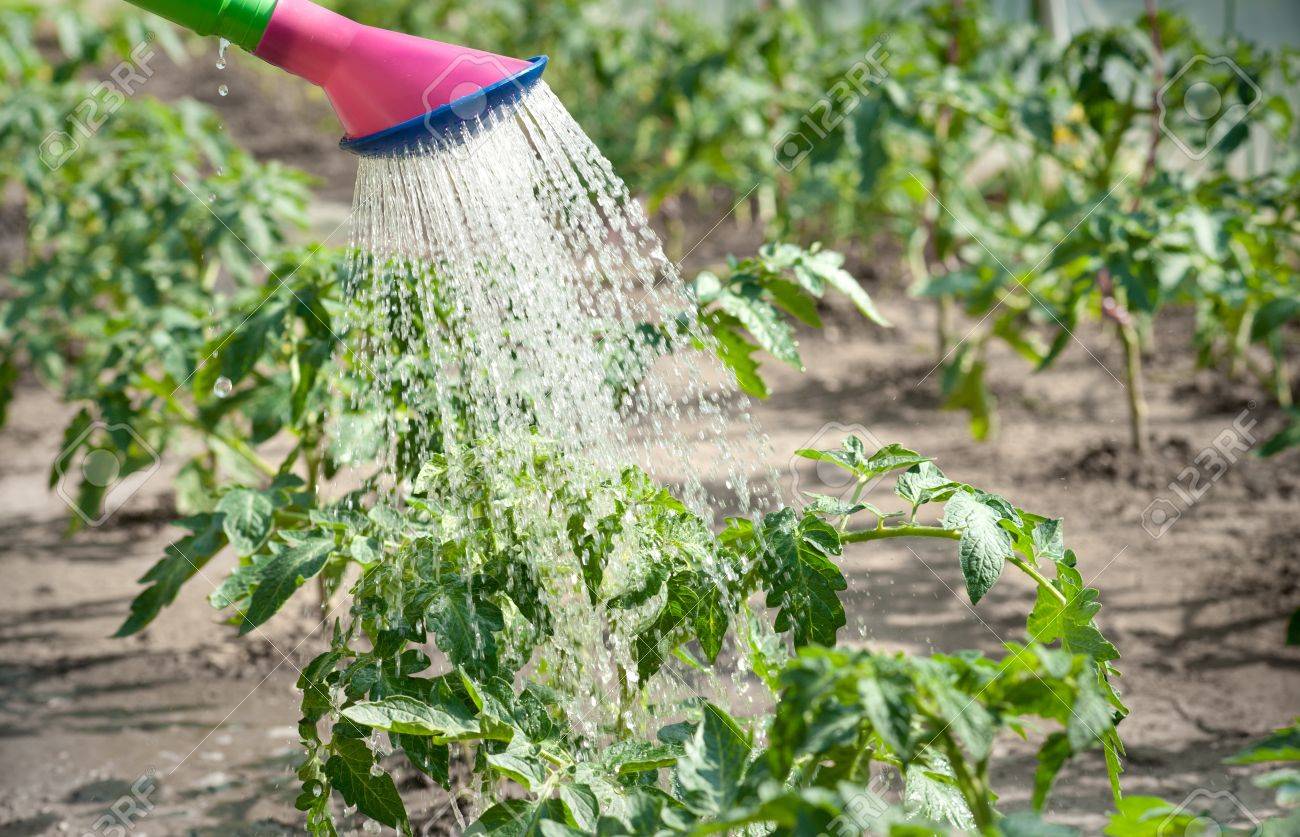 Лучшие сорта томатов для теплицы из поликарбоната. Полив помидоров при созревании плодов. Полив томатов. Желтые помидоры созревание. Капилние орошения помидори.