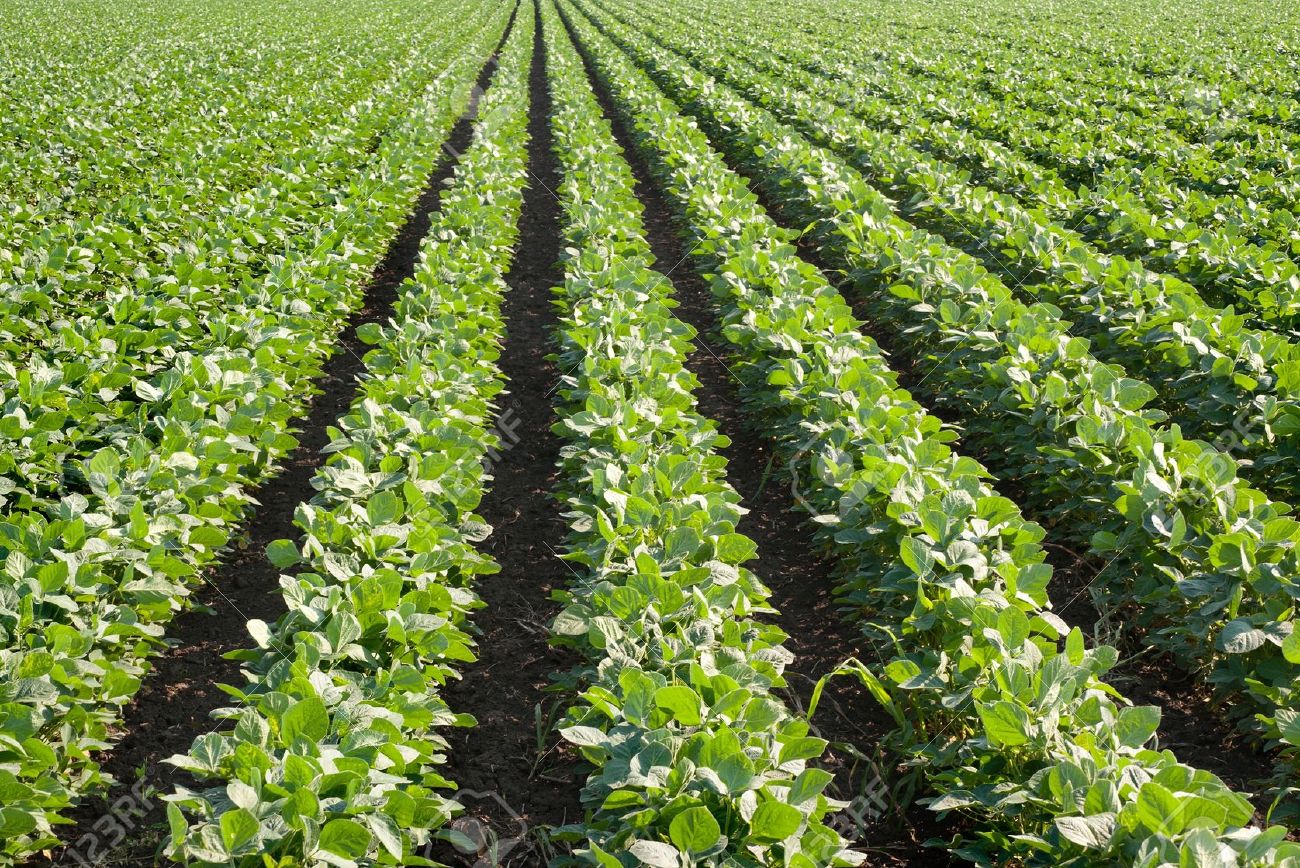 Soybean Field With Rows Of Soya Bean Plants Stock Photo, Picture And  Royalty Free Image. Image 12155148.