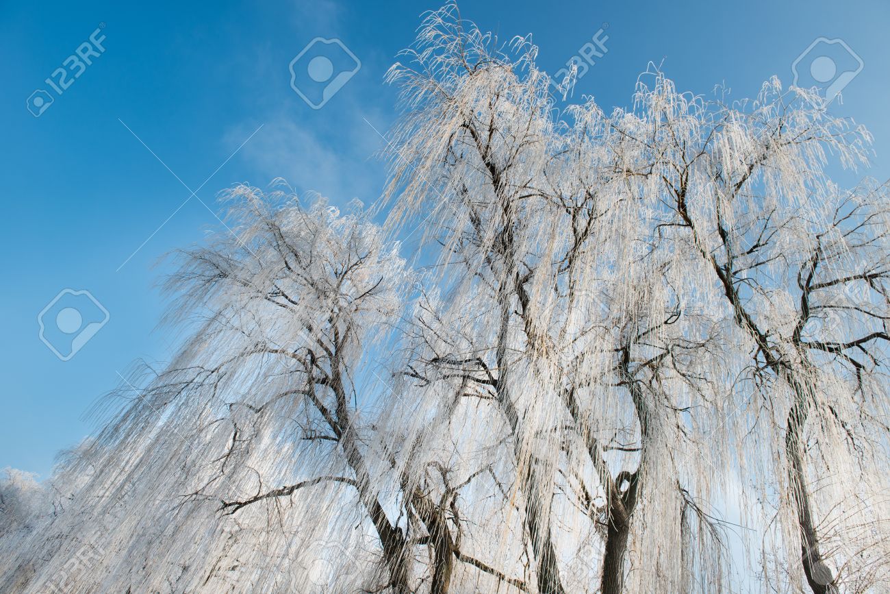 冬のしだれ柳 の写真素材 画像素材 Image