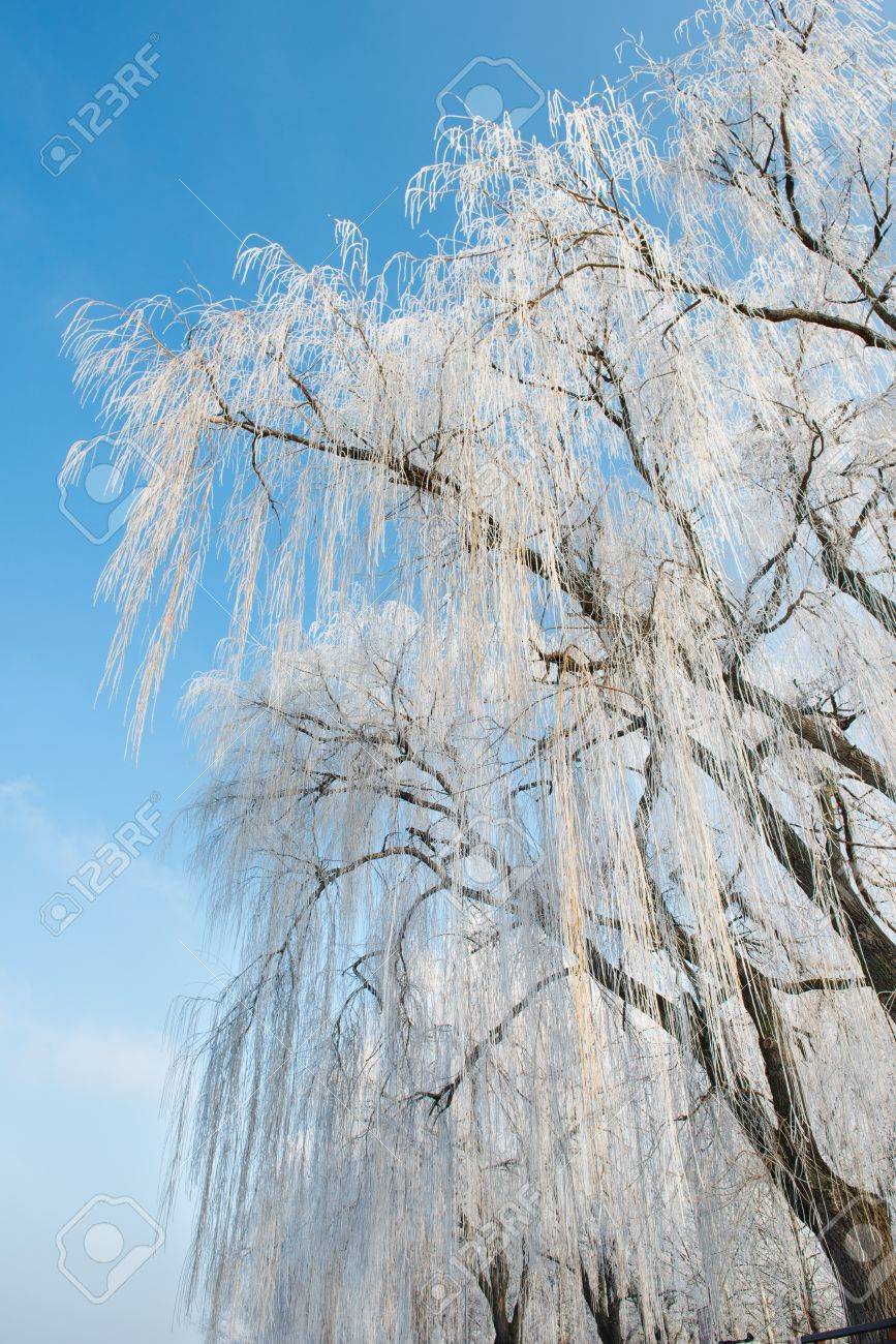 冬のしだれ柳 の写真素材 画像素材 Image