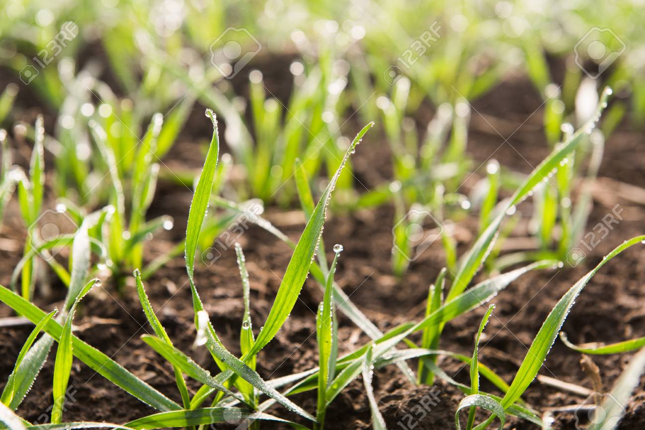 young wheat seedlings growing in a soil macro stock photo picture