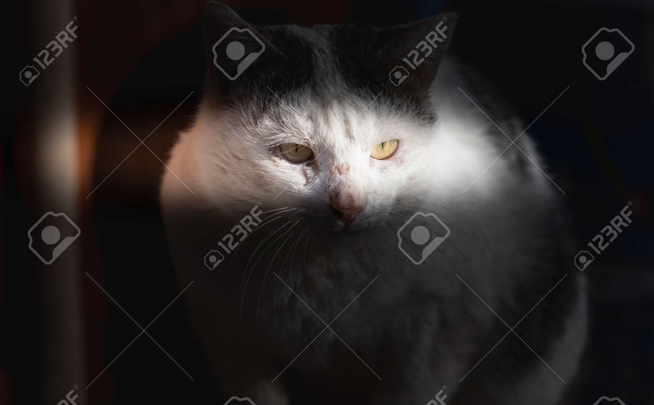 etiam-dictum-ipsum-a-felis