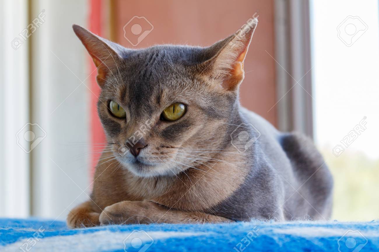 blue abyssinian