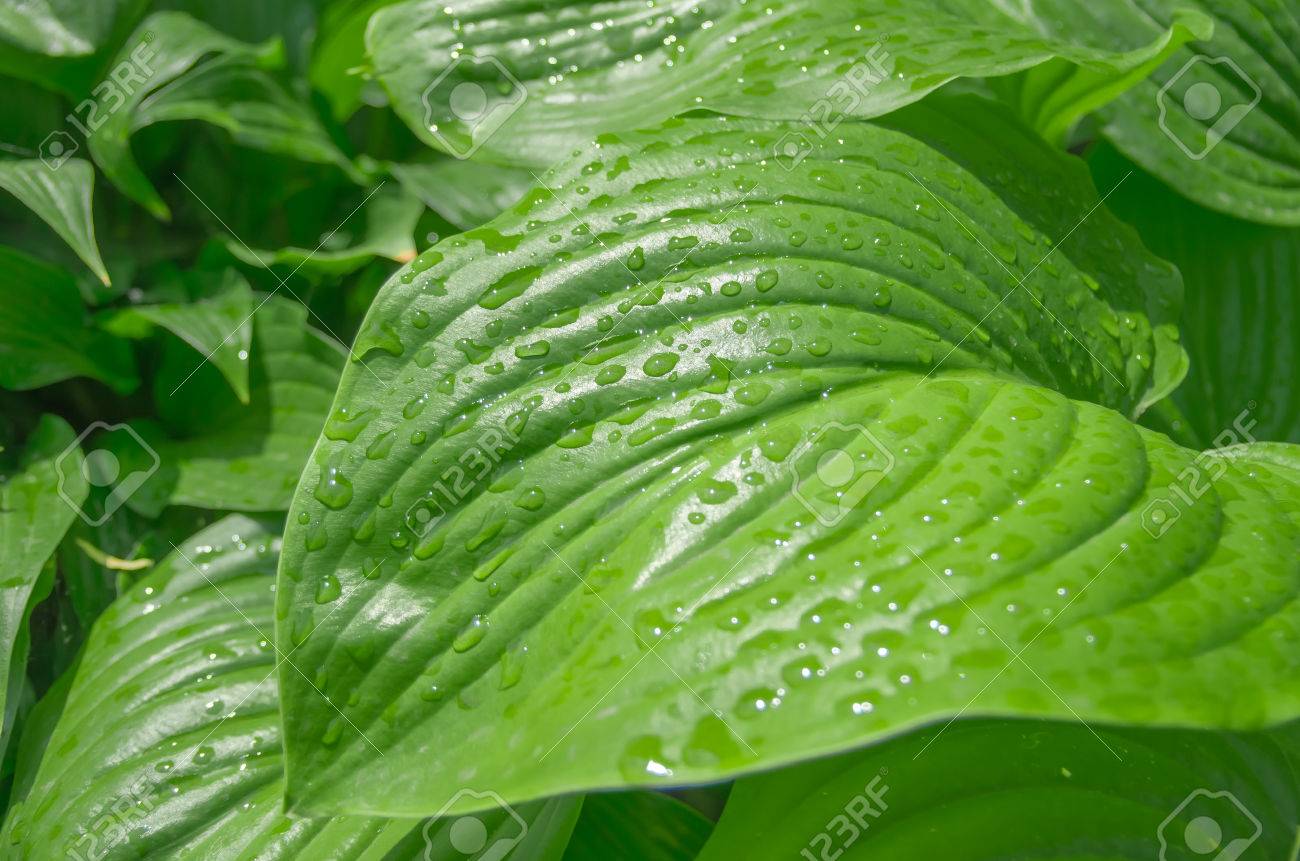 売れ筋 人工植物 47インチ人工木の葉熱帯の植物の葉の葉の偽のヤシの植物の植物の植物の植物の植物は 部屋のマントル 窓棚 ホワイヤー そしてその他の場所 リビングルームと寝室に適しています Cougaropen Com