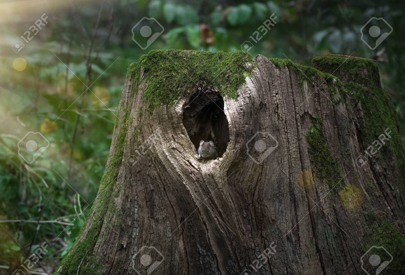 彼の家は 古い大きな森の大きな中空の木の切り株の端に座ってマウス の写真素材 画像素材 Image 彼の家は 古い大きな森の大きな中空の木の切り株の端に座ってマウス の写真素材 画像素材 Image