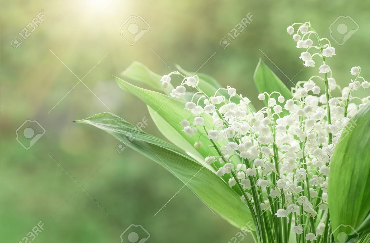 Fleur Muguet De La Vallee De Plus En Plus Dans La Foret Au Printemps Closeup Fond Naturel Banque D Images Et Photos Libres De Droits Image
